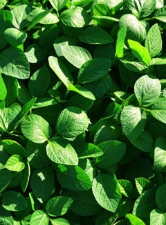 Photo of green soybeans taken from above